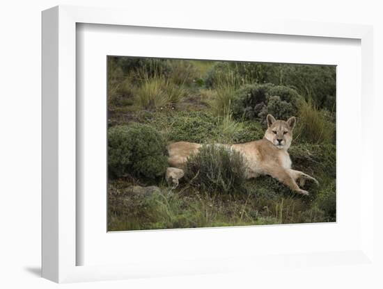 Wild Puma in Chile-Joe McDonald-Framed Photographic Print