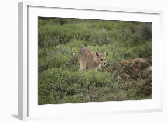 Wild Puma in Chile-Joe McDonald-Framed Photographic Print