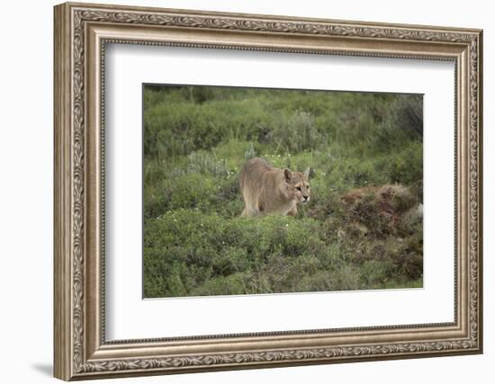 Wild Puma in Chile-Joe McDonald-Framed Photographic Print