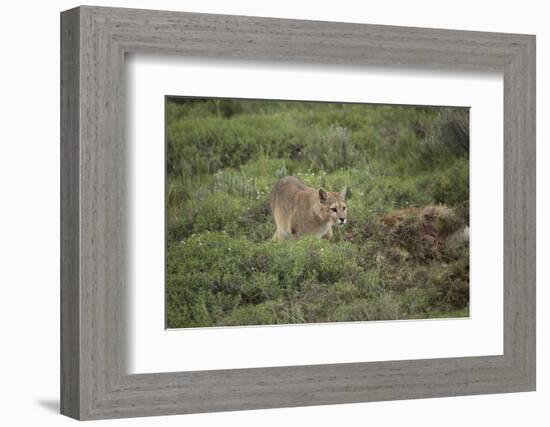 Wild Puma in Chile-Joe McDonald-Framed Photographic Print