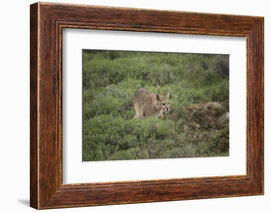 Wild Puma in Chile-Joe McDonald-Framed Photographic Print