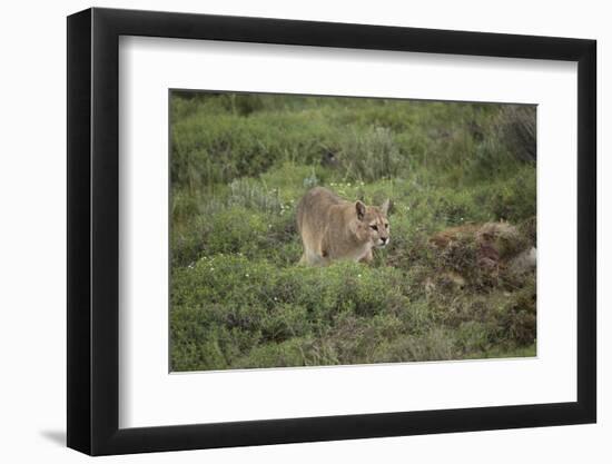 Wild Puma in Chile-Joe McDonald-Framed Photographic Print