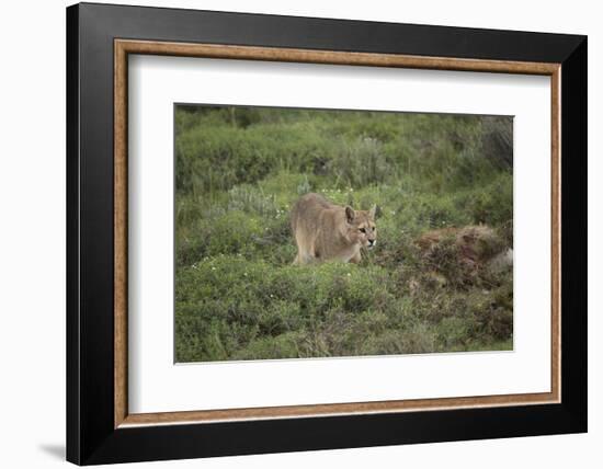 Wild Puma in Chile-Joe McDonald-Framed Photographic Print