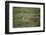 Wild Puma in Chile-Joe McDonald-Framed Photographic Print