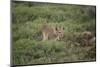 Wild Puma in Chile-Joe McDonald-Mounted Photographic Print