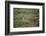 Wild Puma in Chile-Joe McDonald-Framed Photographic Print