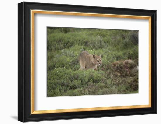 Wild Puma in Chile-Joe McDonald-Framed Photographic Print