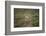 Wild Puma in Chile-Joe McDonald-Framed Photographic Print