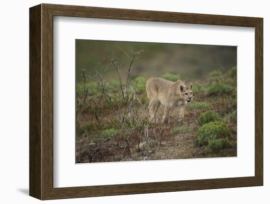 Wild Puma in Chile-Joe McDonald-Framed Photographic Print