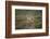 Wild Puma in Chile-Joe McDonald-Framed Photographic Print