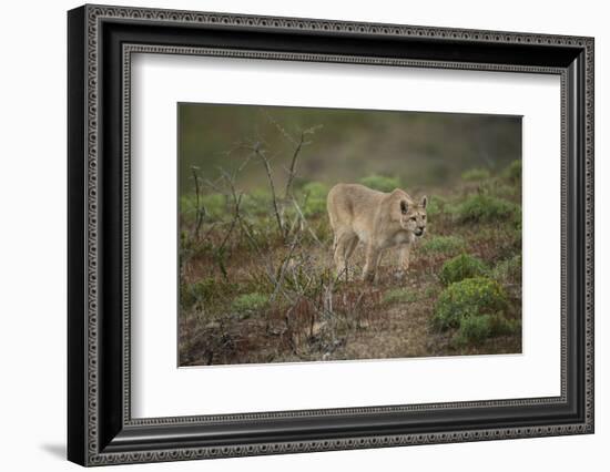 Wild Puma in Chile-Joe McDonald-Framed Photographic Print