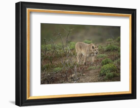 Wild Puma in Chile-Joe McDonald-Framed Photographic Print