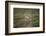 Wild Puma in Chile-Joe McDonald-Framed Photographic Print