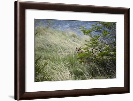 Wild Puma in Chile-Joe McDonald-Framed Photographic Print