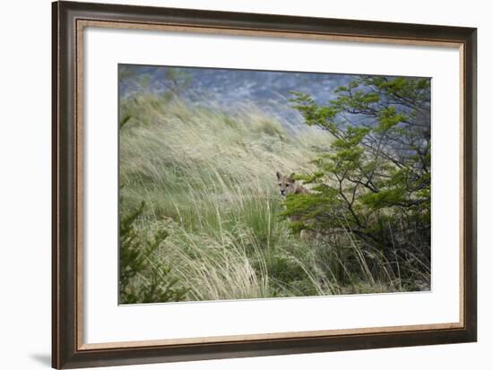 Wild Puma in Chile-Joe McDonald-Framed Photographic Print