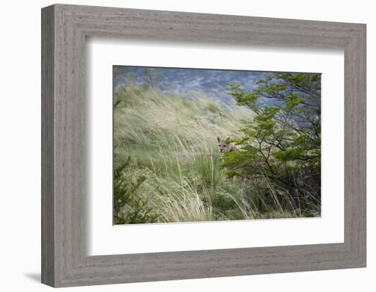 Wild Puma in Chile-Joe McDonald-Framed Photographic Print