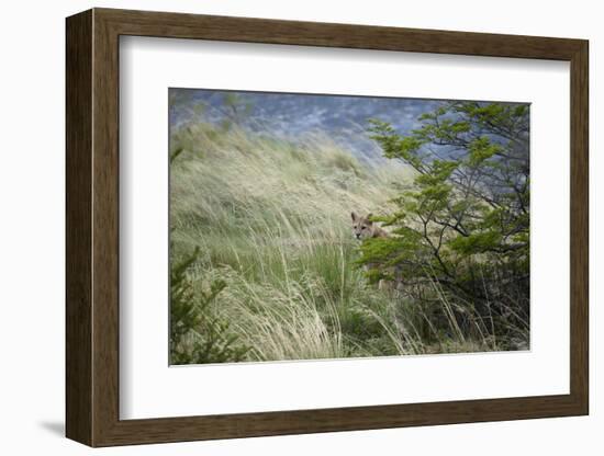 Wild Puma in Chile-Joe McDonald-Framed Photographic Print