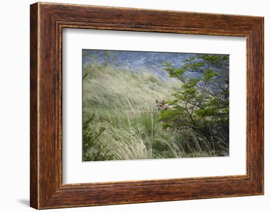 Wild Puma in Chile-Joe McDonald-Framed Photographic Print