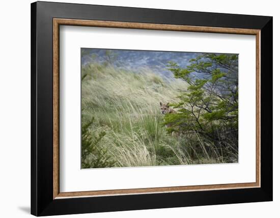 Wild Puma in Chile-Joe McDonald-Framed Photographic Print