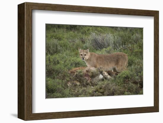 Wild Puma in Chile-Joe McDonald-Framed Photographic Print