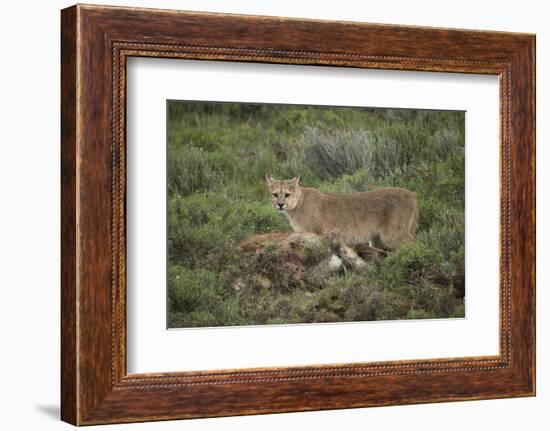 Wild Puma in Chile-Joe McDonald-Framed Photographic Print