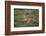 Wild Puma in Chile-Joe McDonald-Framed Photographic Print