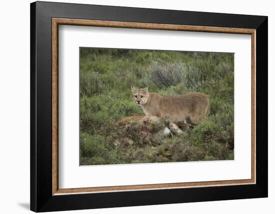 Wild Puma in Chile-Joe McDonald-Framed Photographic Print