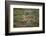 Wild Puma in Chile-Joe McDonald-Framed Photographic Print