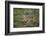 Wild Puma in Chile-Joe McDonald-Framed Photographic Print