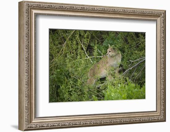 Wild Puma in Chile-Joe McDonald-Framed Photographic Print