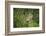 Wild Puma in Chile-Joe McDonald-Framed Photographic Print