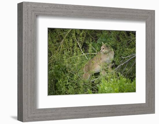 Wild Puma in Chile-Joe McDonald-Framed Photographic Print