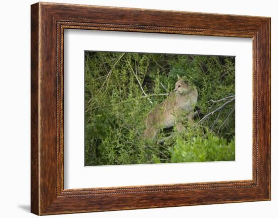 Wild Puma in Chile-Joe McDonald-Framed Photographic Print