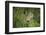 Wild Puma in Chile-Joe McDonald-Framed Photographic Print