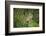 Wild Puma in Chile-Joe McDonald-Framed Photographic Print