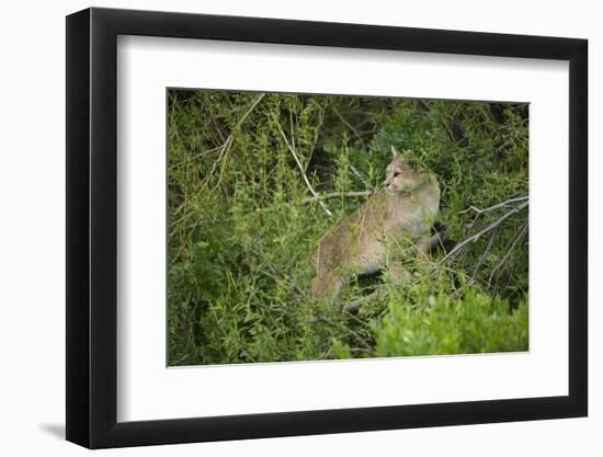 Wild Puma in Chile-Joe McDonald-Framed Photographic Print