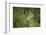 Wild Puma in Chile-Joe McDonald-Framed Photographic Print