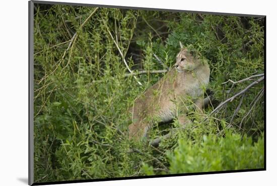 Wild Puma in Chile-Joe McDonald-Mounted Photographic Print