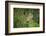 Wild Puma in Chile-Joe McDonald-Framed Photographic Print