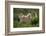 Wild Puma in Chile-Joe McDonald-Framed Photographic Print