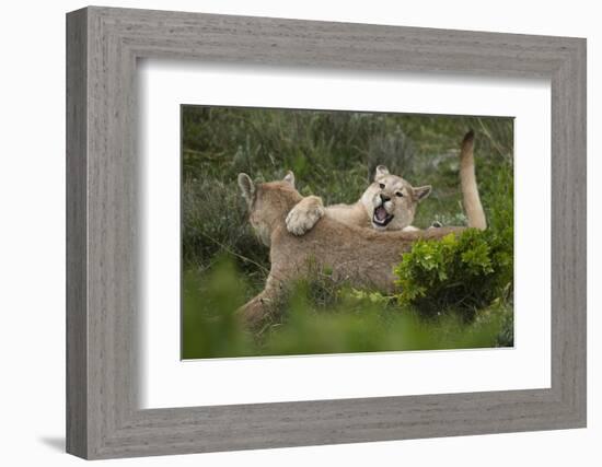 Wild Puma in Chile-Joe McDonald-Framed Photographic Print