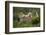 Wild Puma in Chile-Joe McDonald-Framed Photographic Print