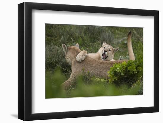 Wild Puma in Chile-Joe McDonald-Framed Photographic Print