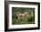 Wild Puma in Chile-Joe McDonald-Framed Photographic Print