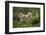 Wild Puma in Chile-Joe McDonald-Framed Photographic Print