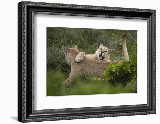 Wild Puma in Chile-Joe McDonald-Framed Photographic Print