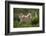 Wild Puma in Chile-Joe McDonald-Framed Photographic Print