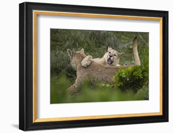 Wild Puma in Chile-Joe McDonald-Framed Photographic Print