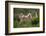 Wild Puma in Chile-Joe McDonald-Framed Photographic Print