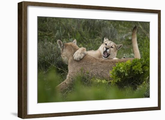 Wild Puma in Chile-Joe McDonald-Framed Photographic Print